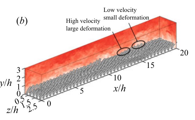 Flow velocity and deformation of flexible aquatic stems.
